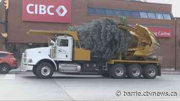 Orillia's Christmas spirit returns with new spruce after last year's lighting blunder