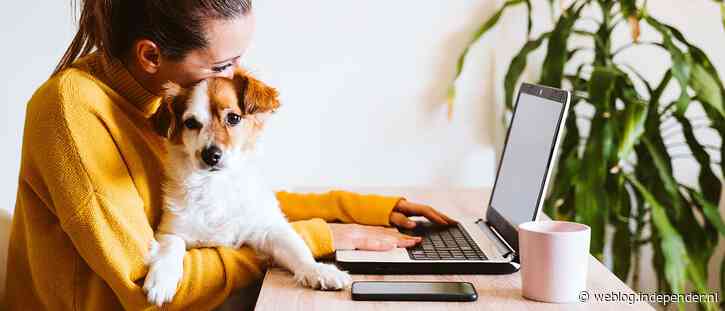 Dit is het gewildste energiecontract van Nederland: ’Maar er kleven zeker risico’s aan’