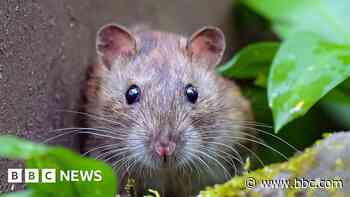 Rats get a bad rap - documentary maker