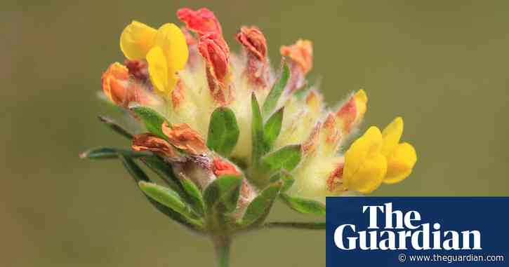 Plantwatch: Military training ground offers surprise haven