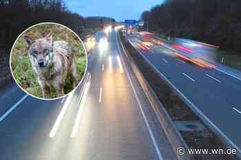 Wildunfall auf der A1: Wolf von Auto erfasst