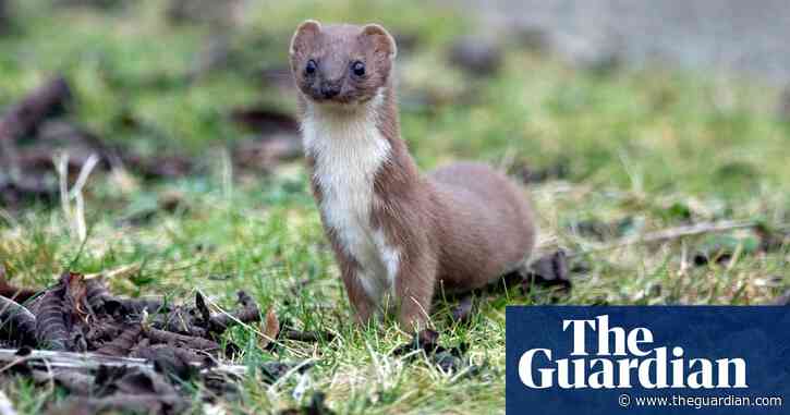 Country diary: Live fast, die young – that’s the weasel way | Derek Niemann