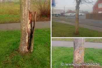 Zieke bomen die verwijderd zijn, worden elders gecompenseerd