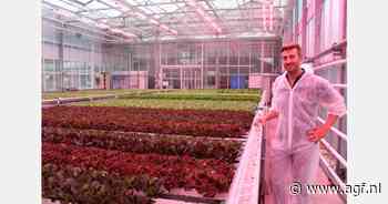 Zwaardere kroppen botersla en steeds weer nieuwe bladtypes