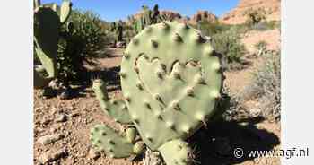 Cactusvijgen Texas geconfronteerd met vandalisme