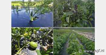 "Ongewone en duurdere wilde knoflook dit jaar"