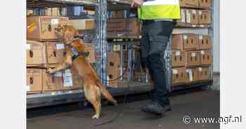 Een hond inzetten voor de veiligheid in je bedrijf? Dat kan!