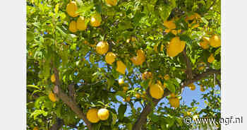 Spaanse coöperatie zet in op biologisch citrus