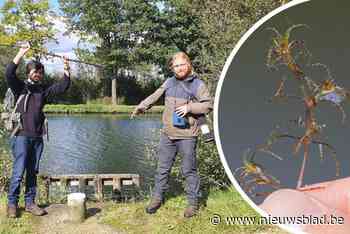 Veertig jaar was deze zeldzame waterplant nergens te spotten, tot Sebastiaan en Elias ze in het kanaal vinden
