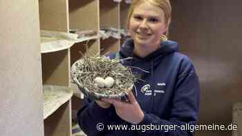 „Noch nie erlebt“: Wie Dutzende Tauben ein Augsburger Mietshaus in Beschlag nehmen