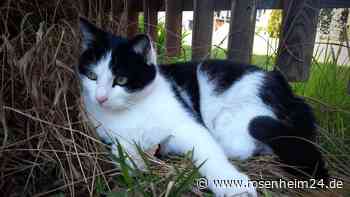 Brannenburger Kater Luggi seit Dienstag (15. Oktober) gesucht