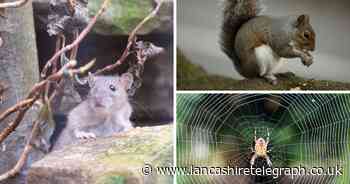 Expert warns homeowners to look out for these 5 pests during colder months