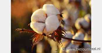 Bestseller-merk Only verdubbelt gebruik biologisch katoen uit Afrika