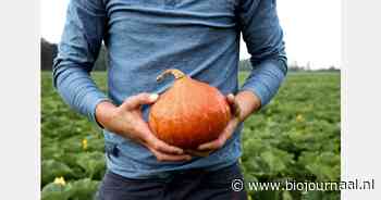 "Pompoen is een dankbaar gewas voor een bio-akkerbouwbedrijf"