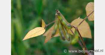 "Toename biologische soja in Europa"