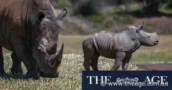 Life on the savannah: Rhino calf Jabulani charges into public view