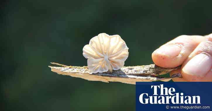 Fungi could be given same status as flora and fauna under conservation plan