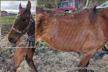 County Durham woman given ban after malnourished horse found suffering in field