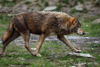Was zum Wolfsunfall in Münster bekannt ist