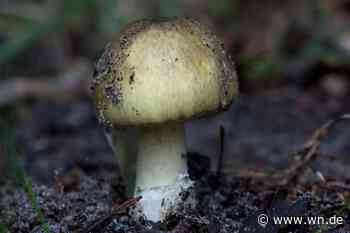 Giftigen Pilz gegessen: Junge Frau schwebt in Lebensgefahr