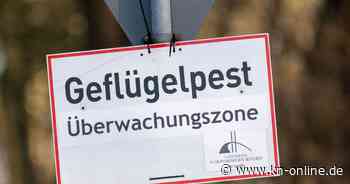 Geflügelpest bei Mantelmöwe in Nordfriesland festgestellt