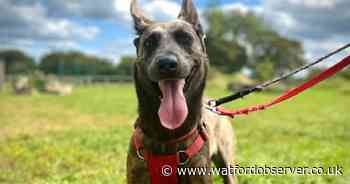 Meet the  UK's "most unwanted" dog... having spent over 700 days in care