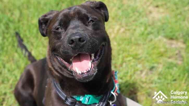 Meet the Calgary dog who's been waiting 175 days for a forever home