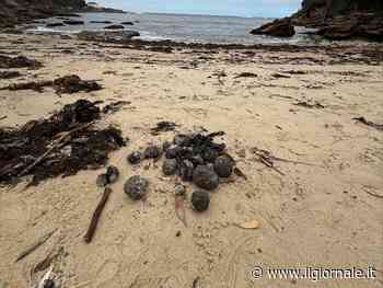 Migliaia di sfere nere comparse sulle spiagge: cosa c'è dietro al fenomeno