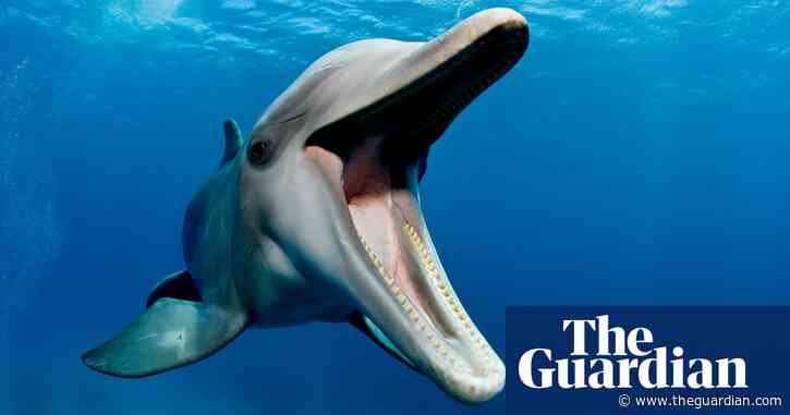 Microplastics found in dolphin breath for first time – study