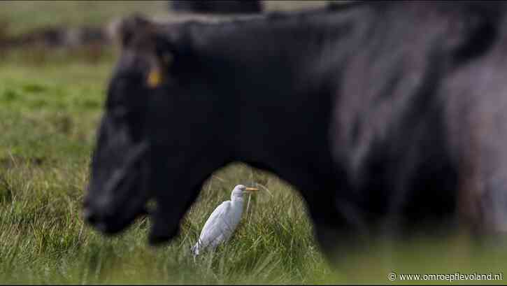 Flevoland - Kenners enthousiast over de koereiger die nestelt in Flevoland: 'De vogel is een blijver'
