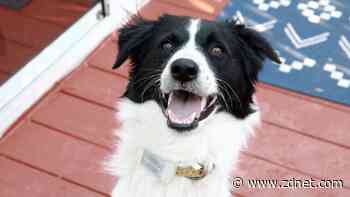 The most advanced GPS dog tracker I've tested rivals the AirTag (with some caveats)