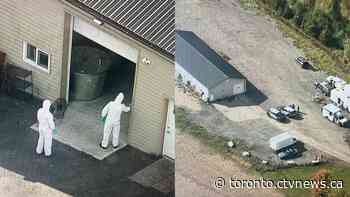 York Regional Police bust illegal magic mushroom operation