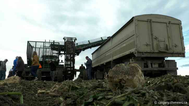 'Very good': Southern Alberta sugar beet growers seeing positive harvest