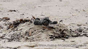 Unbekannte Kugeln verursachen Aufregung und Krebs-Befürchtungen – beliebter Strand gesperrt