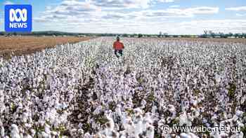 Foreign agriculture giant acquires Australia's biggest cotton ginning company for $160 million