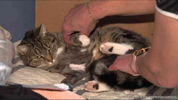 Lelystad - Kat mishandeld: voorpootjes onder de lijm, 'Waarom doen mensen dit?'