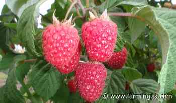 £1m project to tackle economic issues plaguing UK raspberry growers