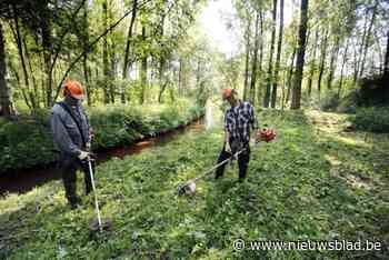 Bestrijding Amerikaanse vogelkers en acacia langs de antitankgracht