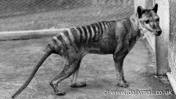 De-extinction of the Tasmanian Tiger takes a major step forwards: Scientists reconstruct the genome of the extinct creature - and it could allow them to resurrect the lost species