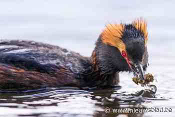 Nieuwe tentoonstelling in Zwin toont tientallen bijzondere foto’s van futen