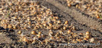 Proefrooicijfers uien: grote variatie kilo's, minder grof