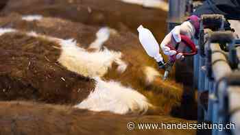 Schweizer Tiere können gegen Blauzungenkrankheit geimpft werden