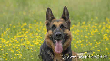 Radfahrer von frei laufendem Schäferhund angesprungen - schwere Verletzungen