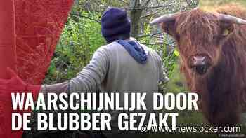 Boswachter vindt dode Schotse hooglander in De Oeverlanden