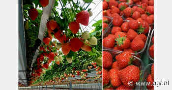 "Traditionele productiepiek voor aardbeien in oktober blijft dit jaar uit"