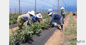 "Na kou die vroege blauwe bessen vernietigt, markt ongeduldig voor latere Zuid-Afrikaanse oogst"