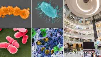 The superbugs lurking in your city: Disinfectant-resistant microbes are breeding in offices, schools, and shopping centres, study warns