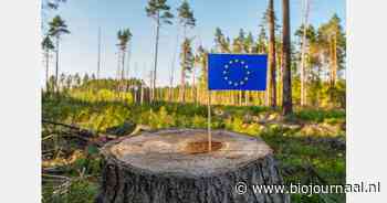 Kabinet steunt voorstel Europese Commissie voor uitstel ontbossingsverordening
