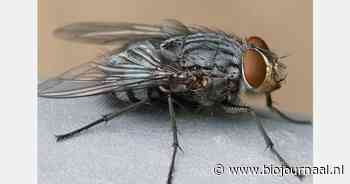 'Hoe een klein beestje de biosector kan laten vliegen'