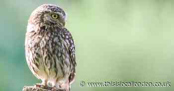 Nature Notes: Listen out for little owls... and more